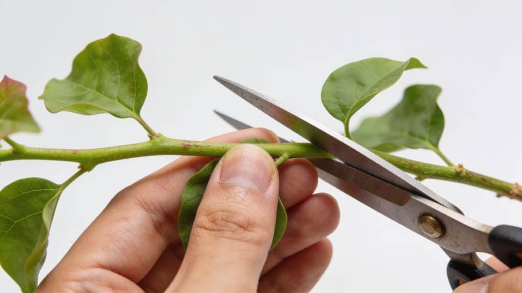 Mains coupant tige verte de bougainvillier en gros plan