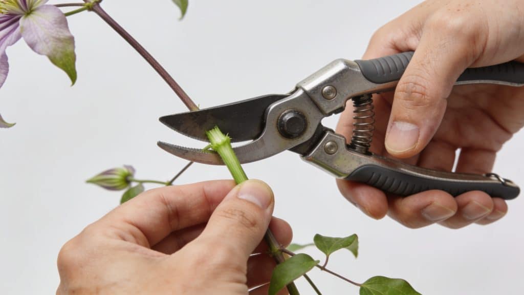 Mains coupant tige de clematite avec sécateur