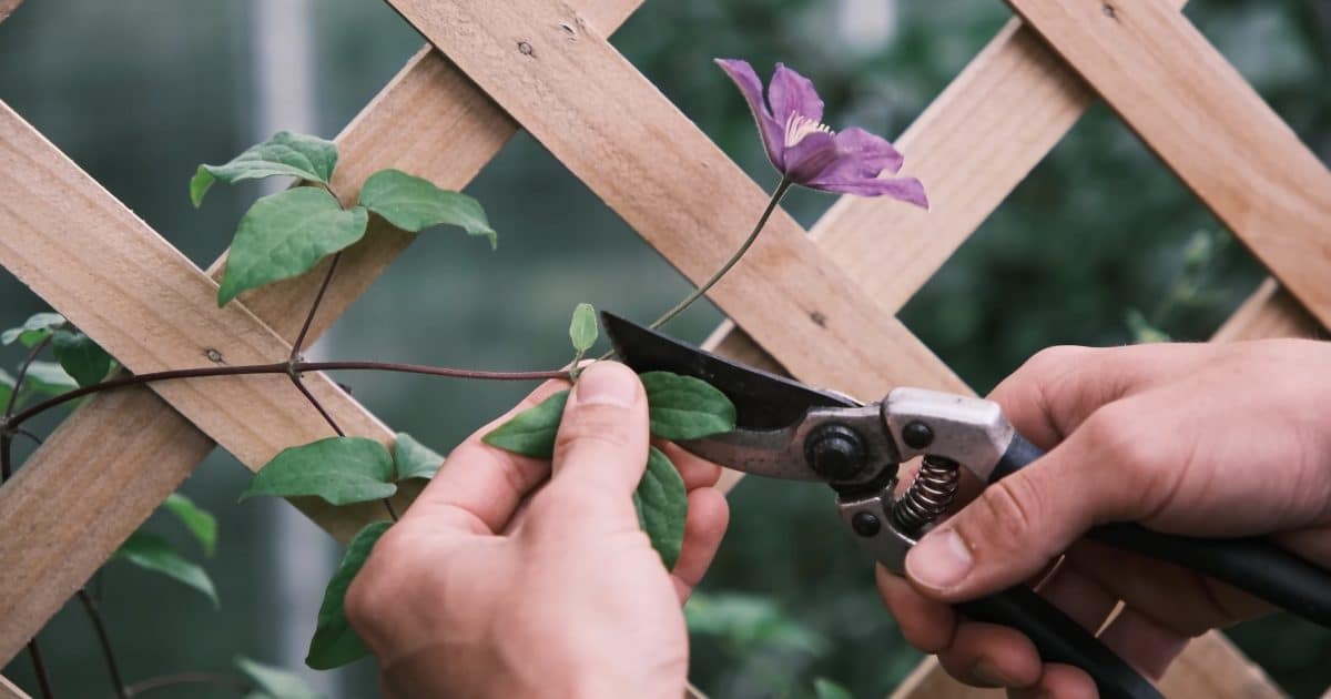 Mains coupant une tige de clematite sur treillis