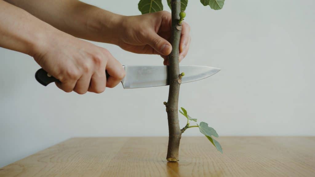 Mains coupant tige de figuier droite sur table