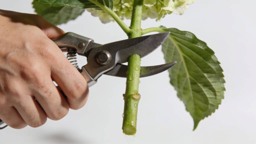 Mains coupant une tige dhortensia verte robuste
