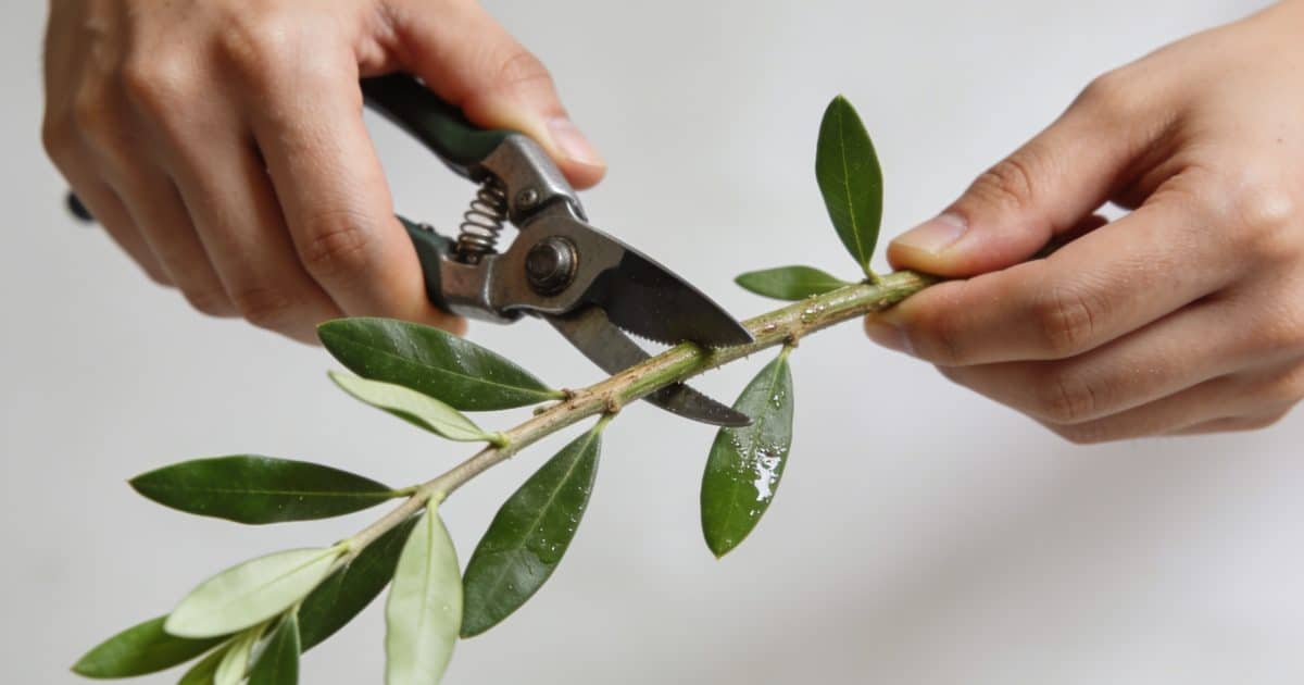 Mains coupant une tige de laurier tin vert