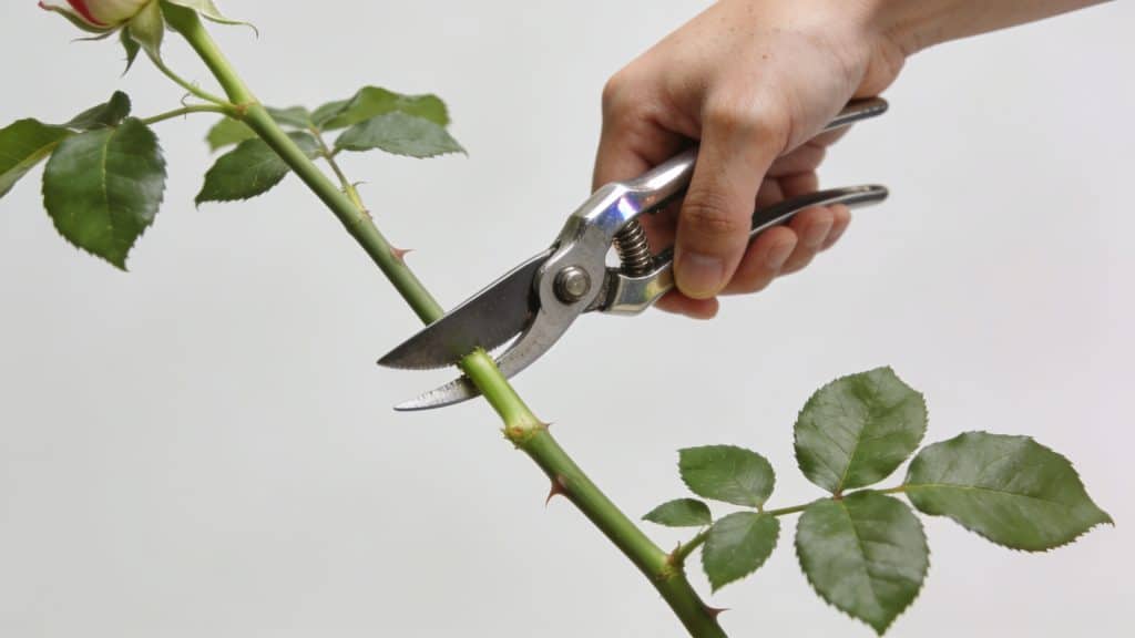 Mains coupant une tige de rosier verte