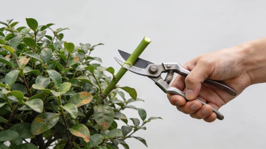Mains coupant une tige verte sur arbuste sain