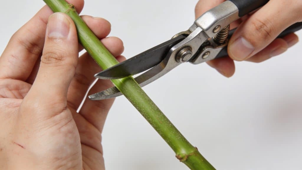 Mains coupant une tige verte avec sécateur