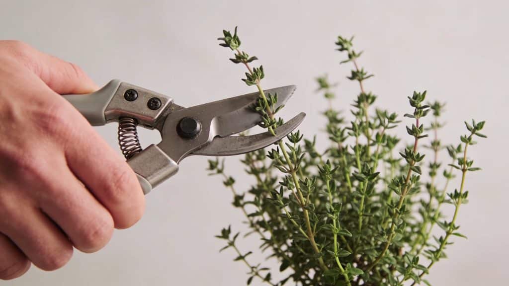 Mains coupant tiges de thym avec secateur propre
