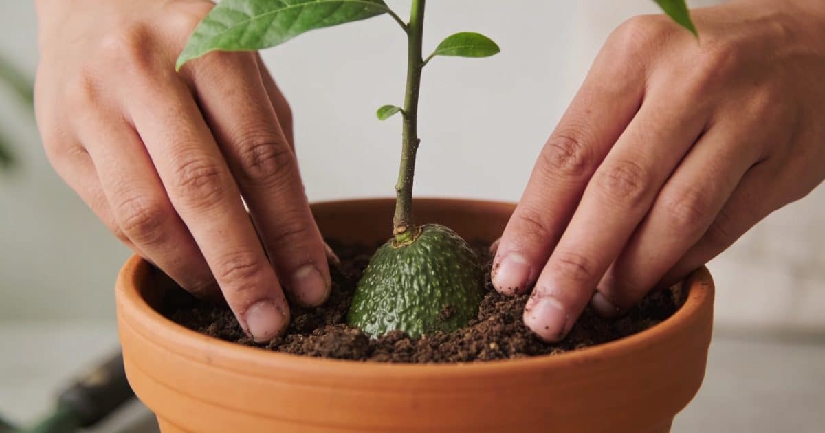 Mains enterrant un jeune plant davocat dans pot