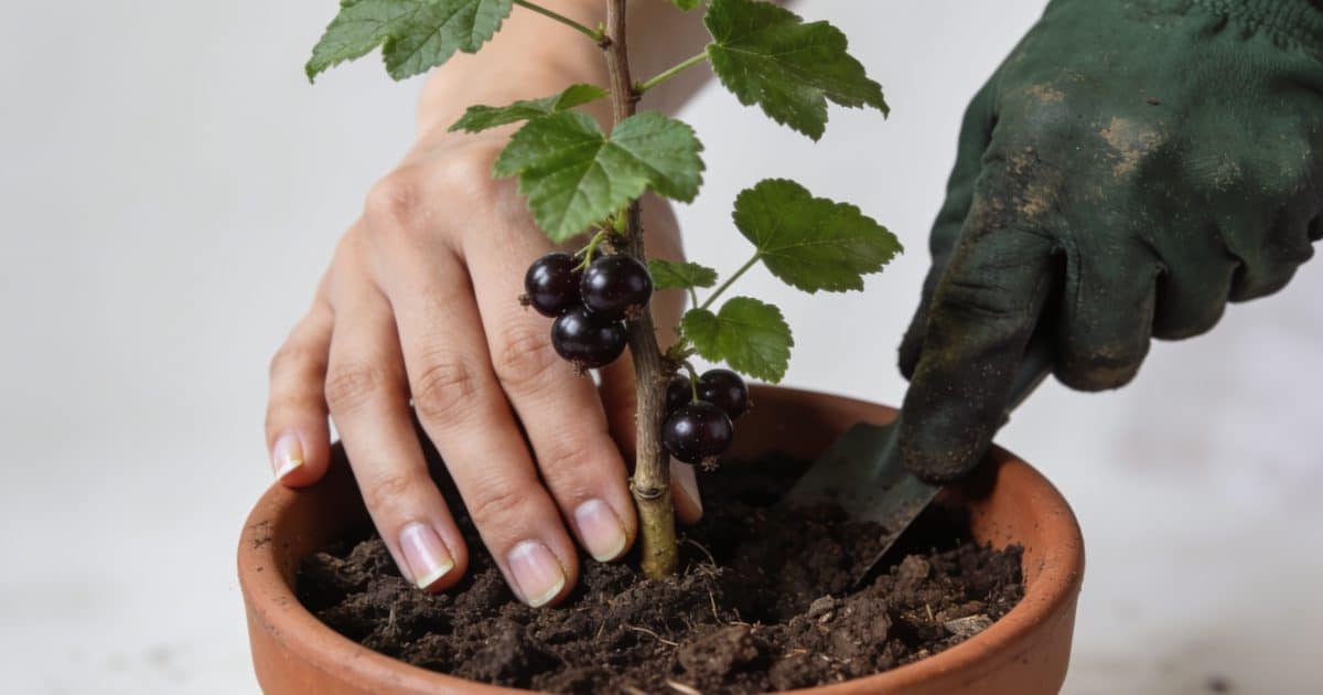 Mains plantant une bouture de cassis en pot