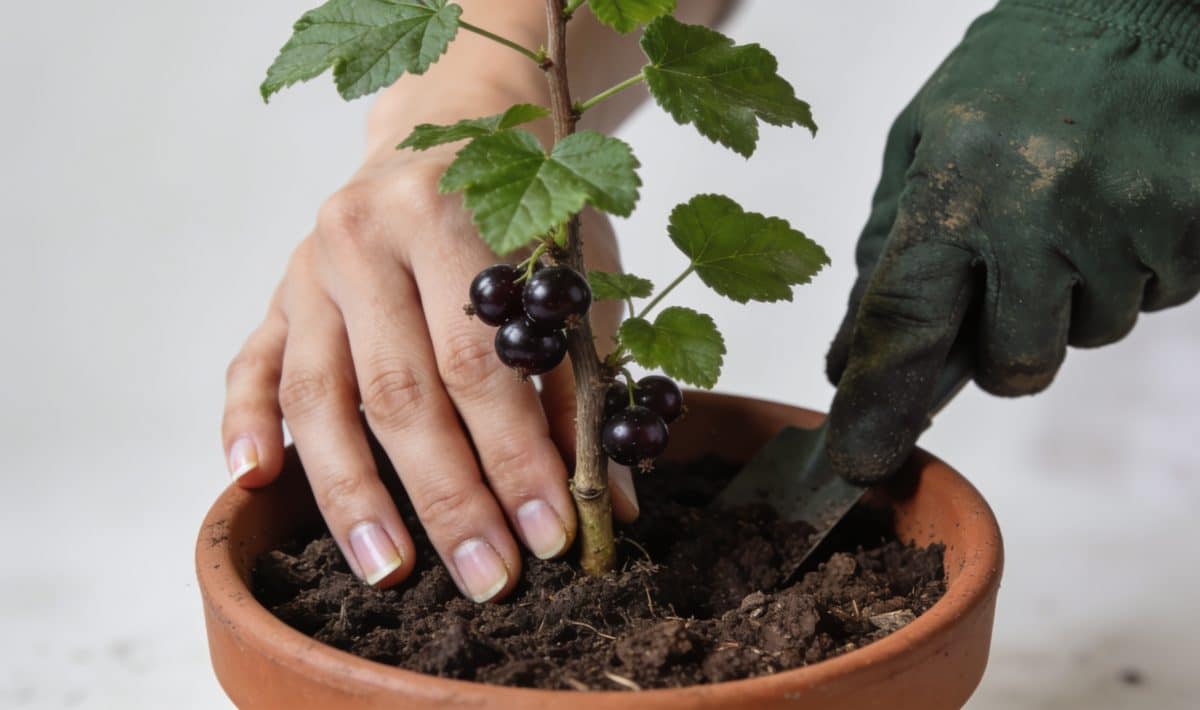Mains plantant une bouture de cassis en pot