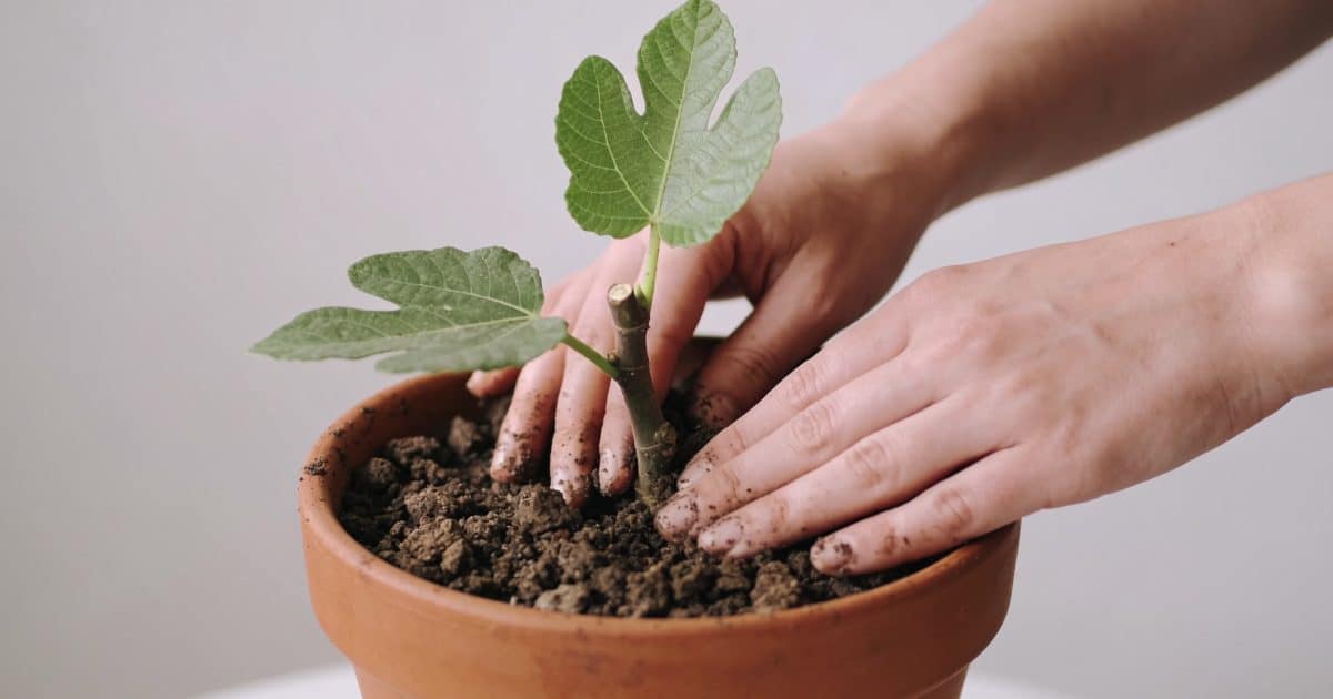 Mains plantant une bouture de figuier en pot