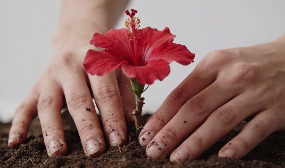 Mains plantant une bouture d hibiscus rouge