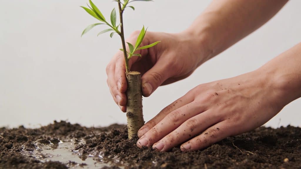 Mains plantant bouture de saule dans terre humide