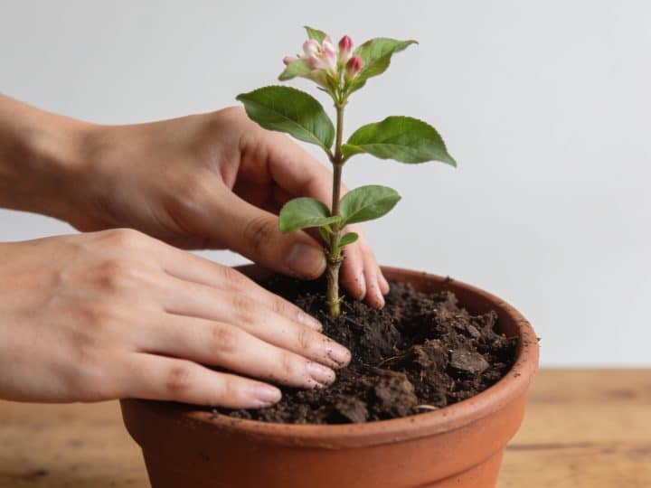 Comment réussir la bouture de weigela : du prélèvement à la reprise