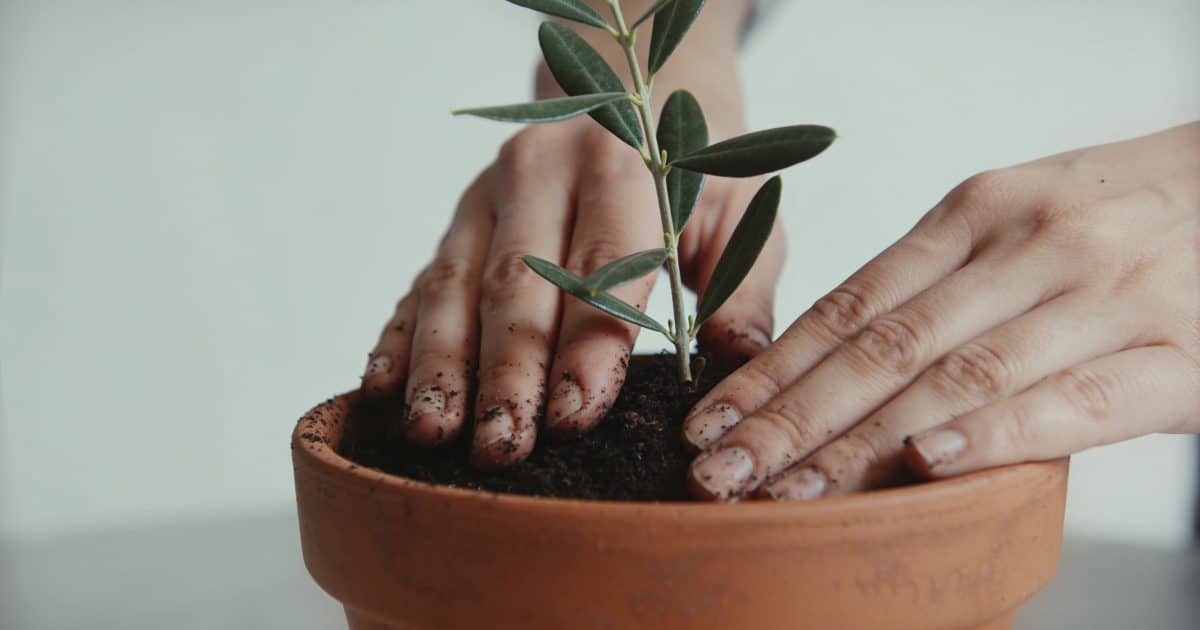 Mains plantant une petite branche d olivier en pot