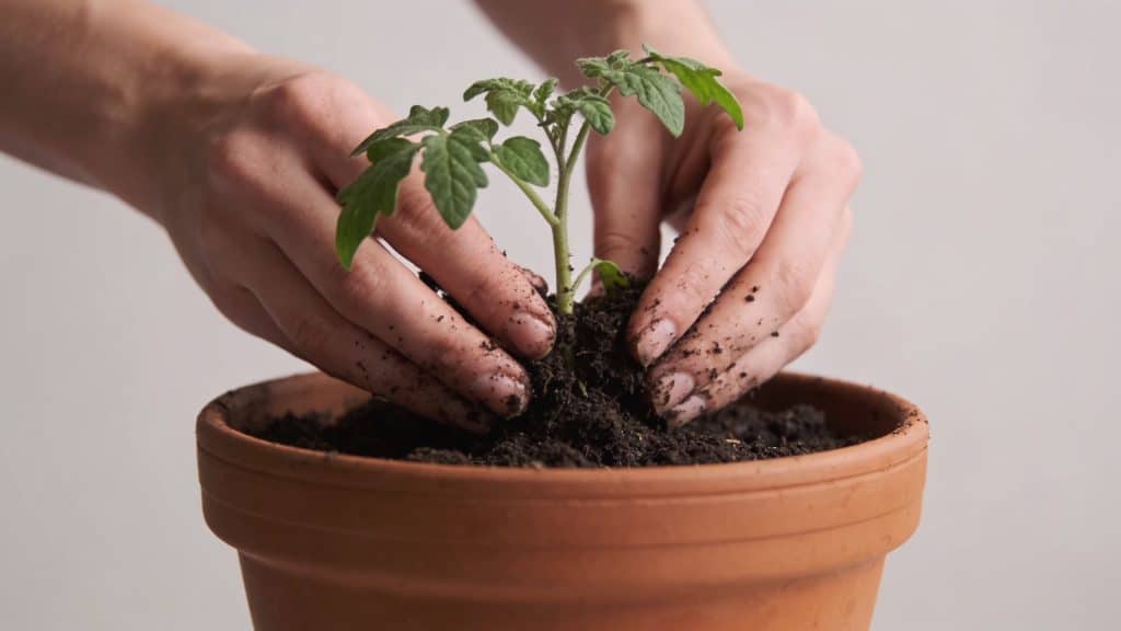 Mains plantant jeune plant de tomate en pot