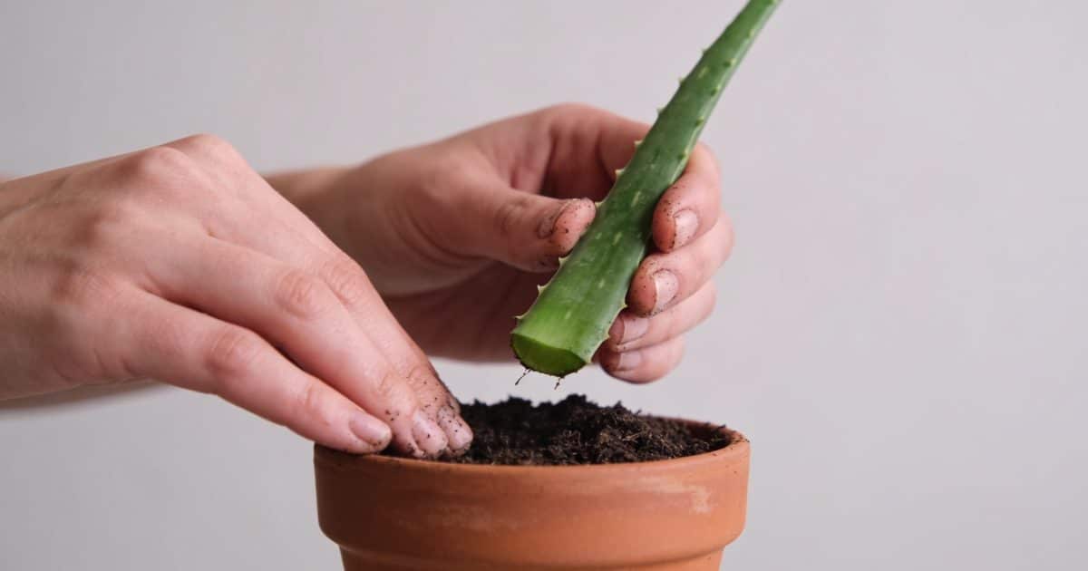 Mains plantant tige aloe vera dans petit pot