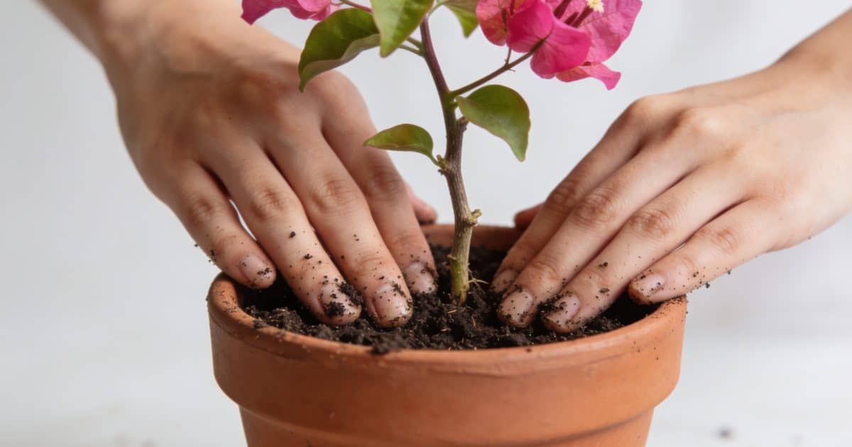 Mains plantant une petite tige de bougainvillier dans pot en terre cuite