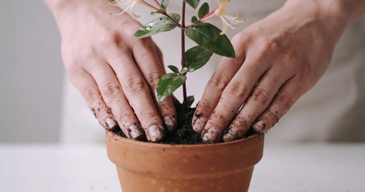 Mains plantant une tige de chevrefeuille dans petit pot