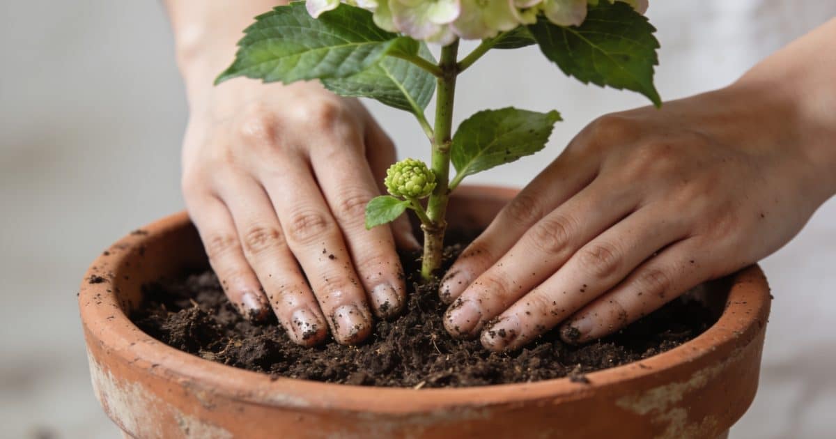 Mains plantant une tige d hortensia en pot