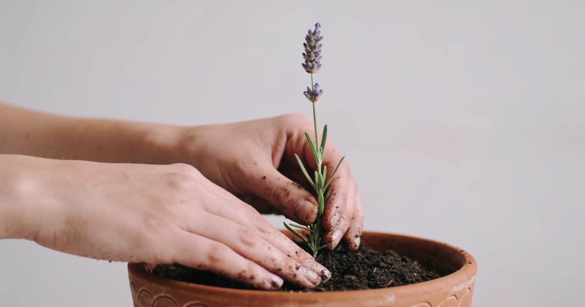 Mains plantant une petite tige de lavande en pot