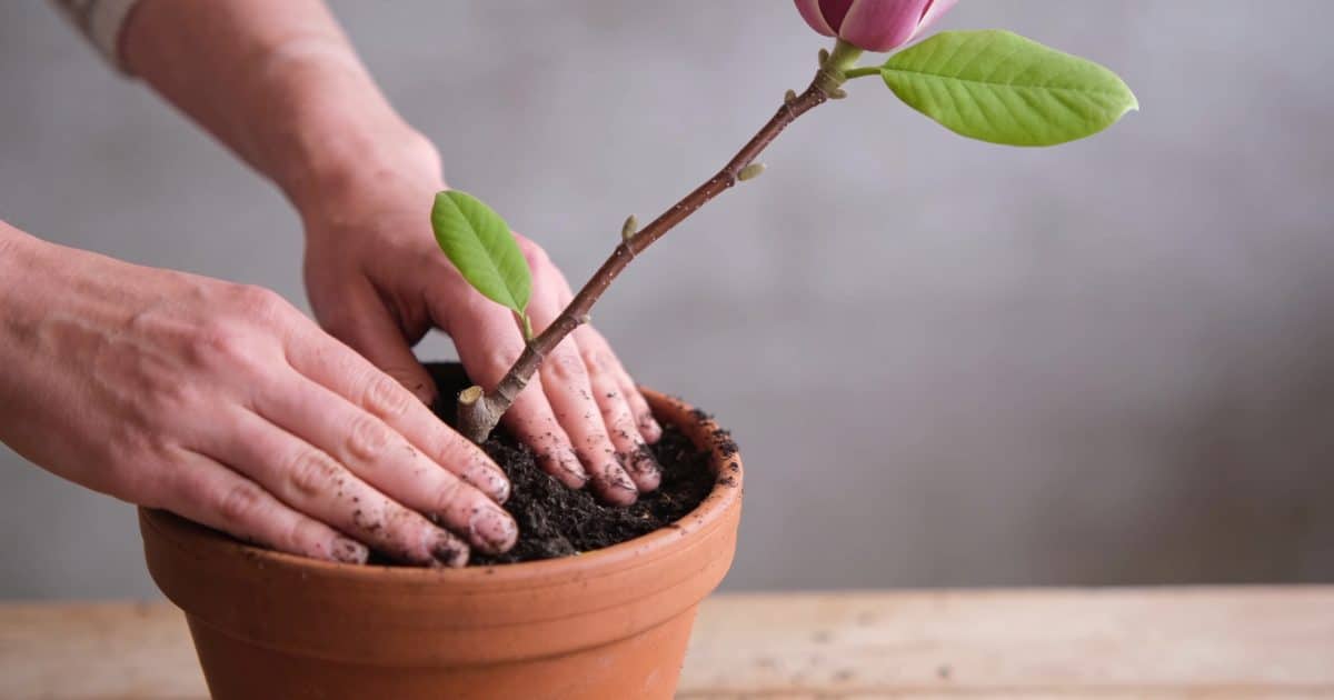 Mains plantant une tige de magnolia en pot