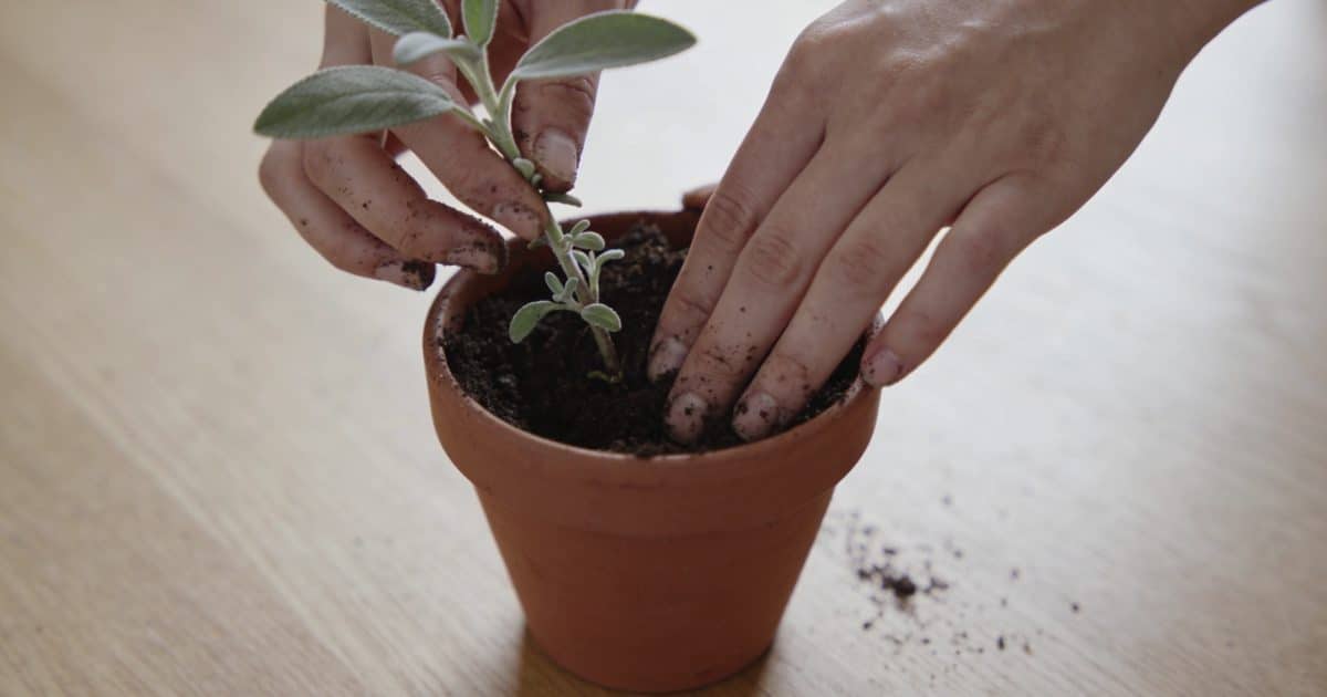 Mains plantant une tige de sauge dans pot