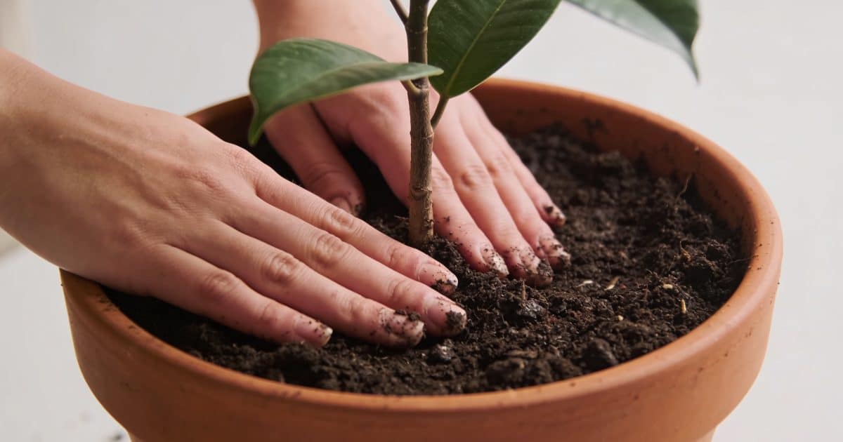 Mains plantant une tige de seringat en pot