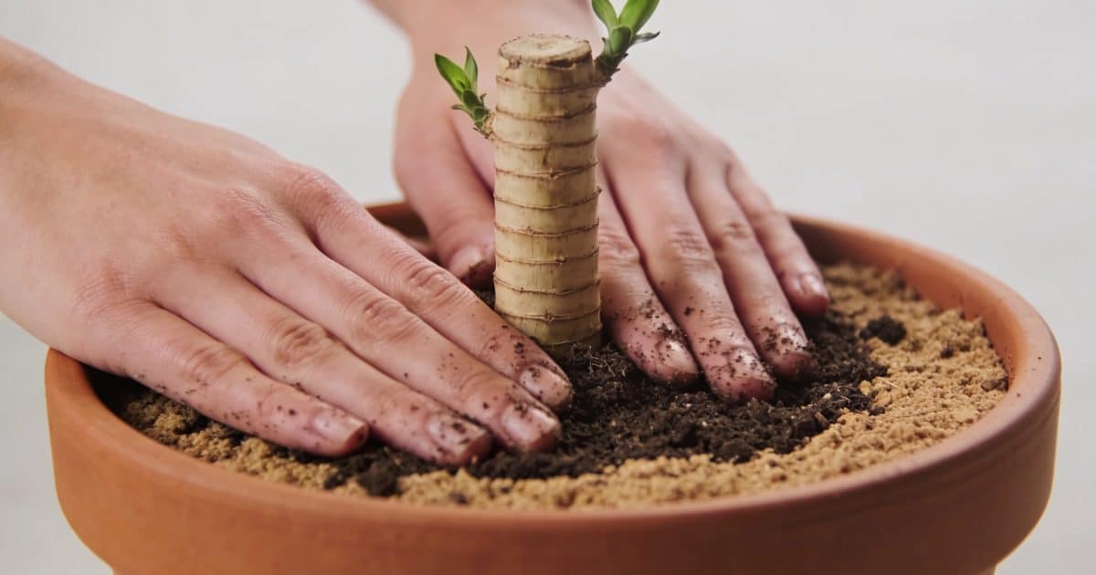 Mains plantant une tige de yucca en pot