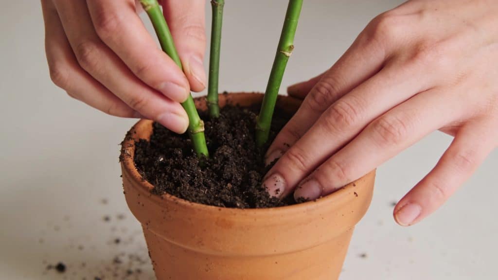 Mains plantant tiges vertes dans petit pot terreau