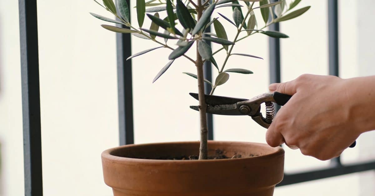 Mains taillant un petit olivier en pot balcon