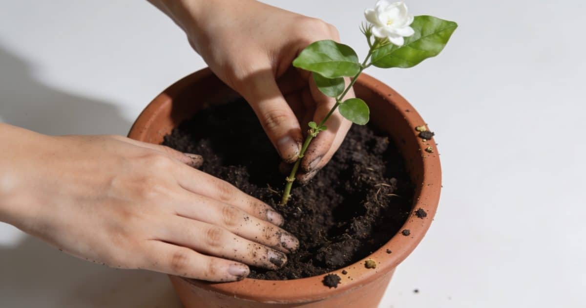 Mains plantant une tige de jasmin en pot