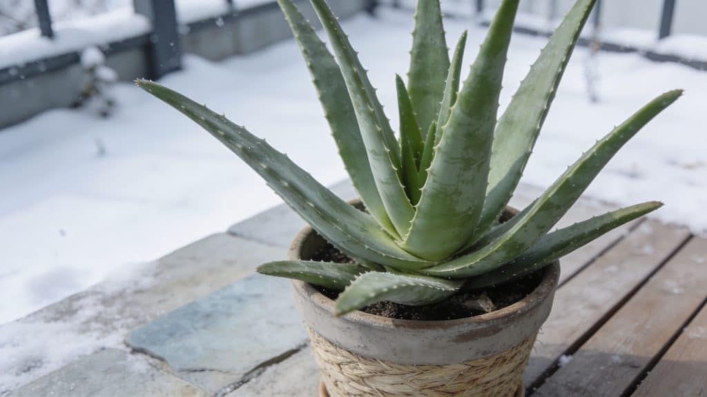 Pot d aloe vera gele sur terrasse en hiver