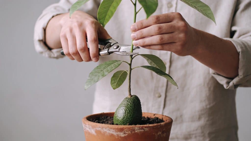 Personne taillant un jeune avocatier en pot
