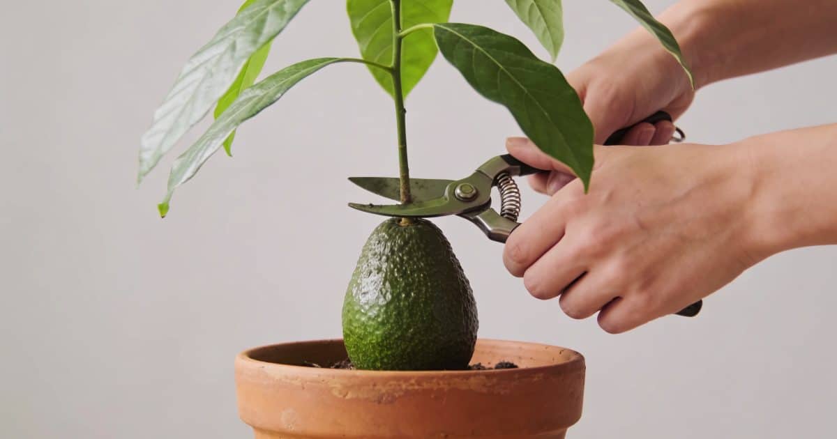 Personne taillant un petit avocatier en pot