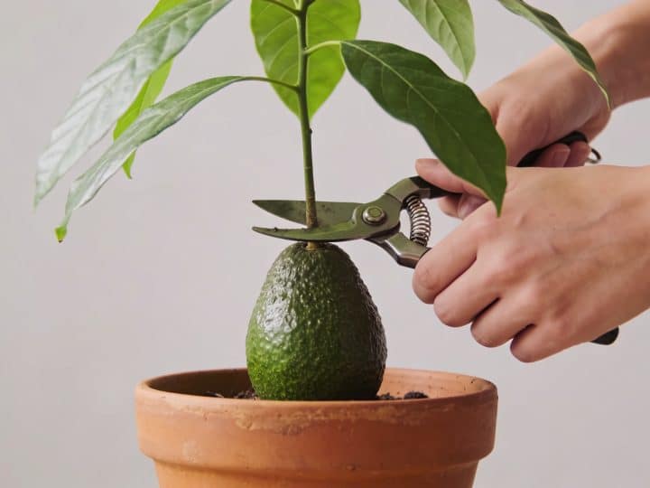 Comment tailler un avocatier en pot pour une croissance équilibrée ?