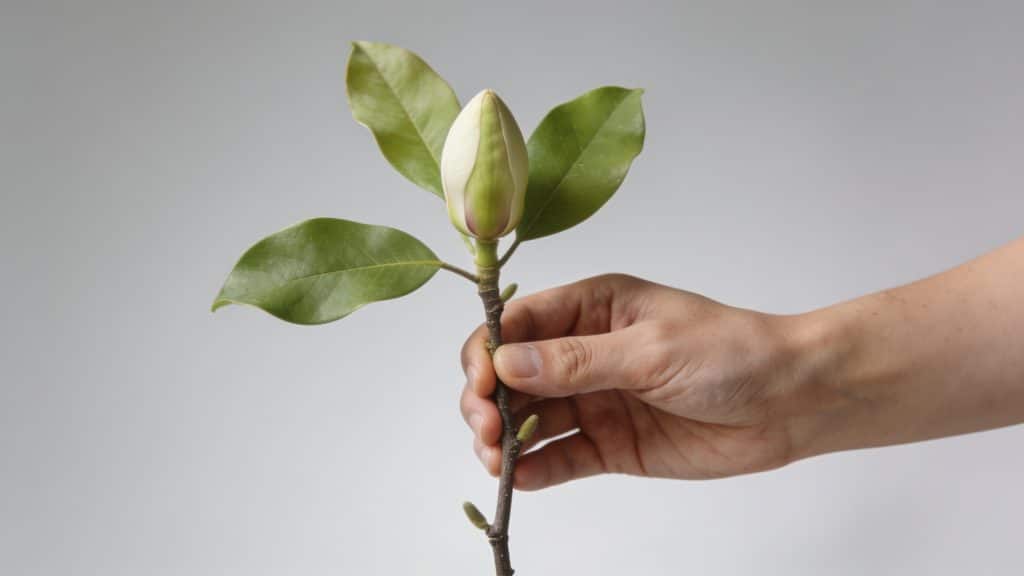 Main tenant une jeune bouture de magnolia