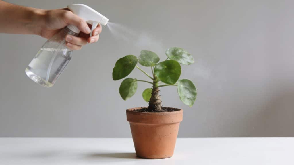 Main tenant un vaporisateur arrosant une petite bouture en pot