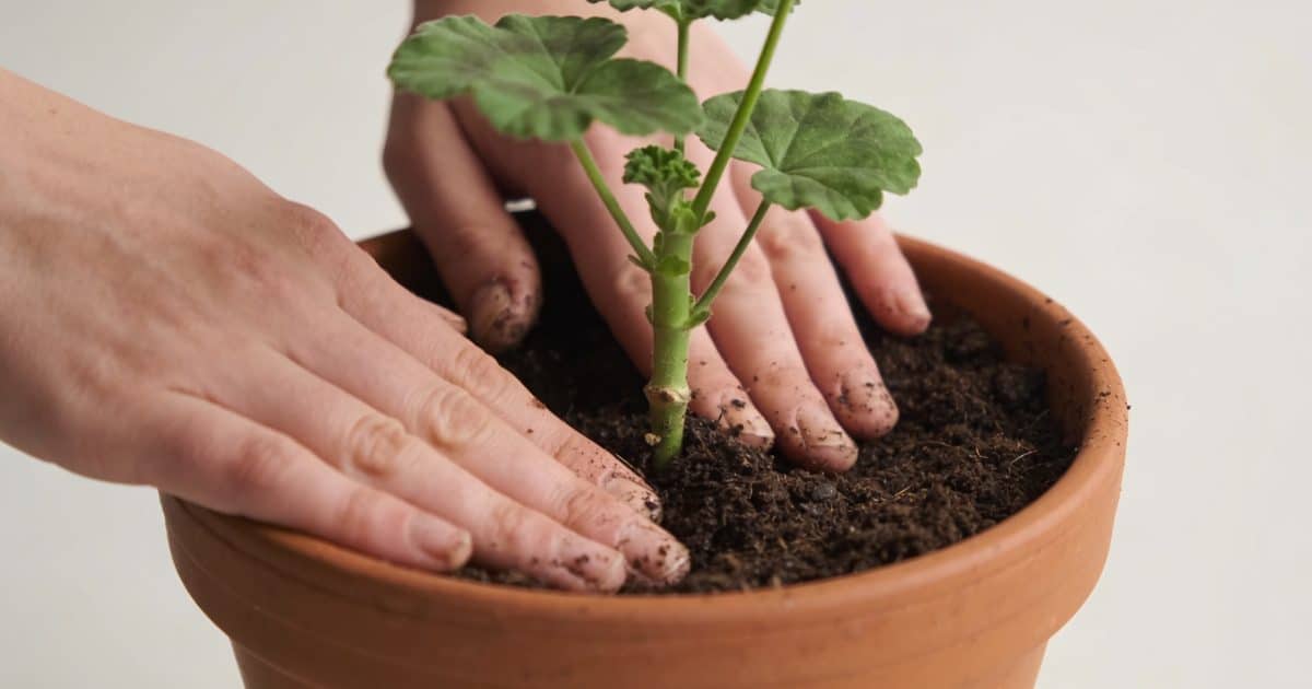Mains plantant une tige de geranium dans pot terreux