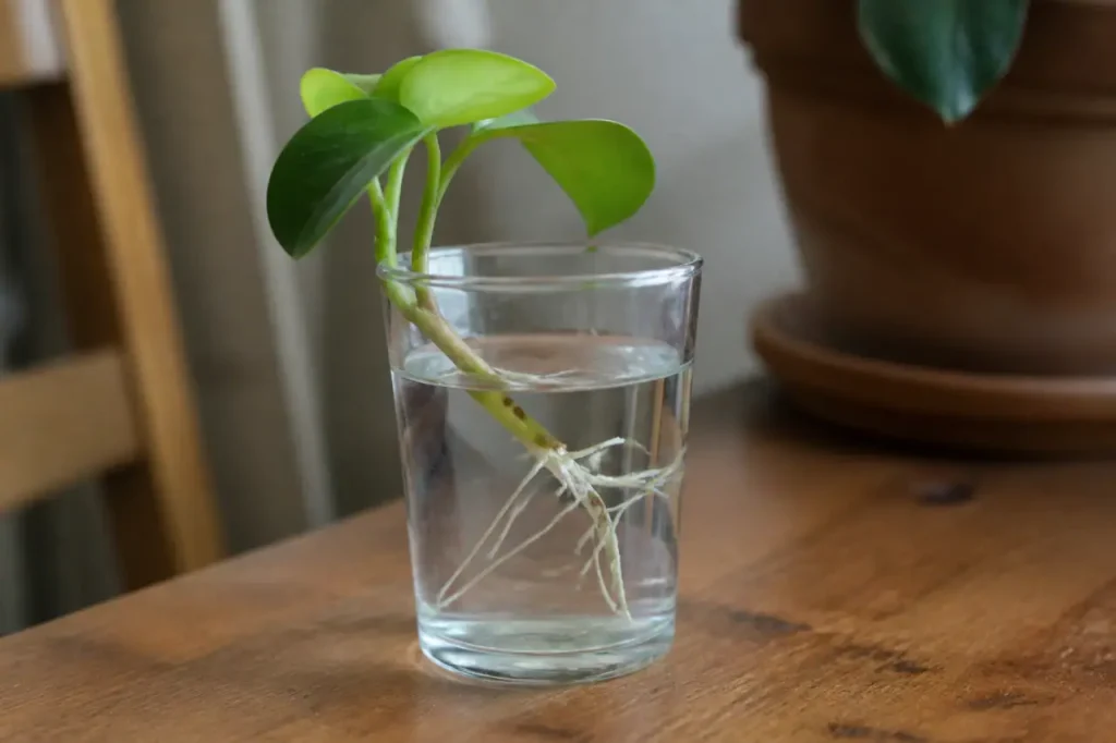 Bouture verte dans verre transparent racines blanches visibles