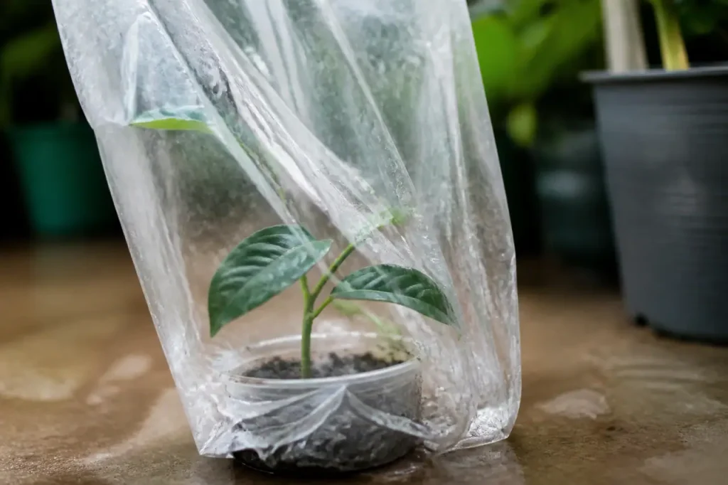 Jeune bouture verte sous sac plastique transparent