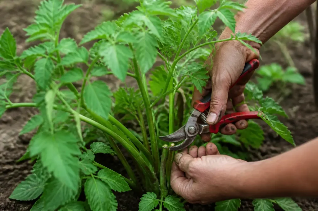 Mains coupant cinq tiges vertes sur un plant