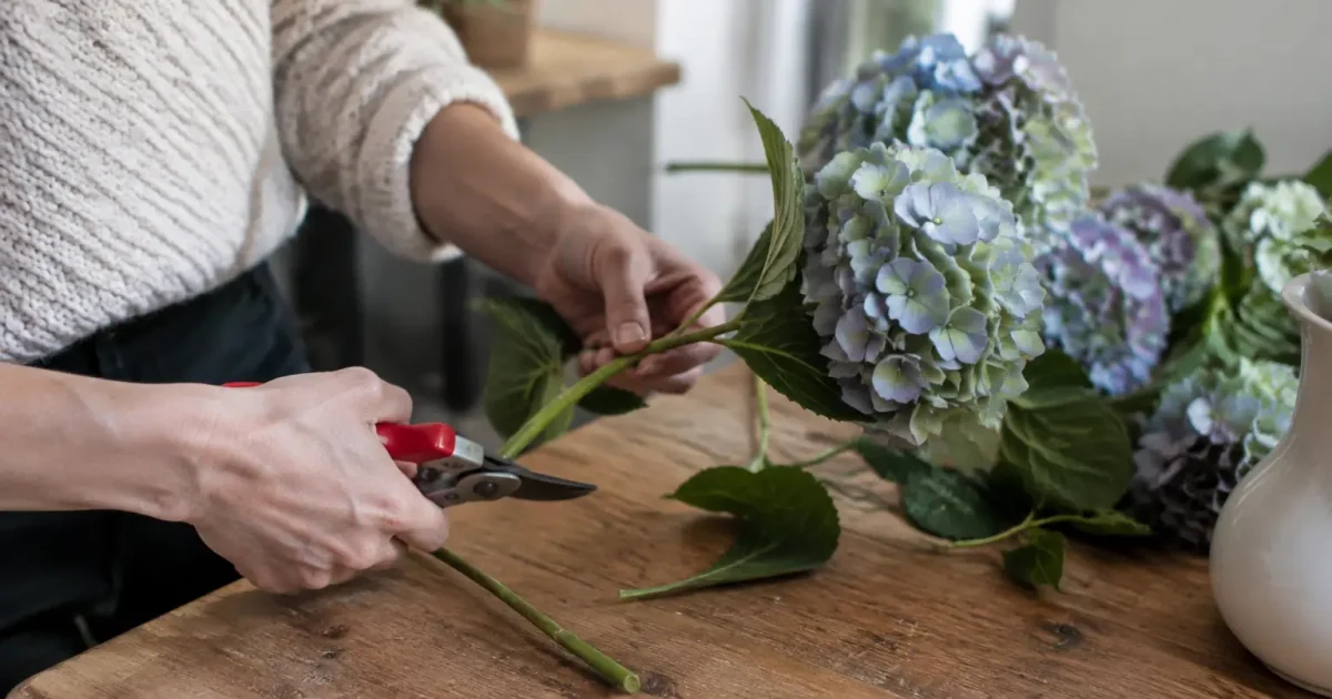 Mains coupant une tige hortensia sur plan de travail