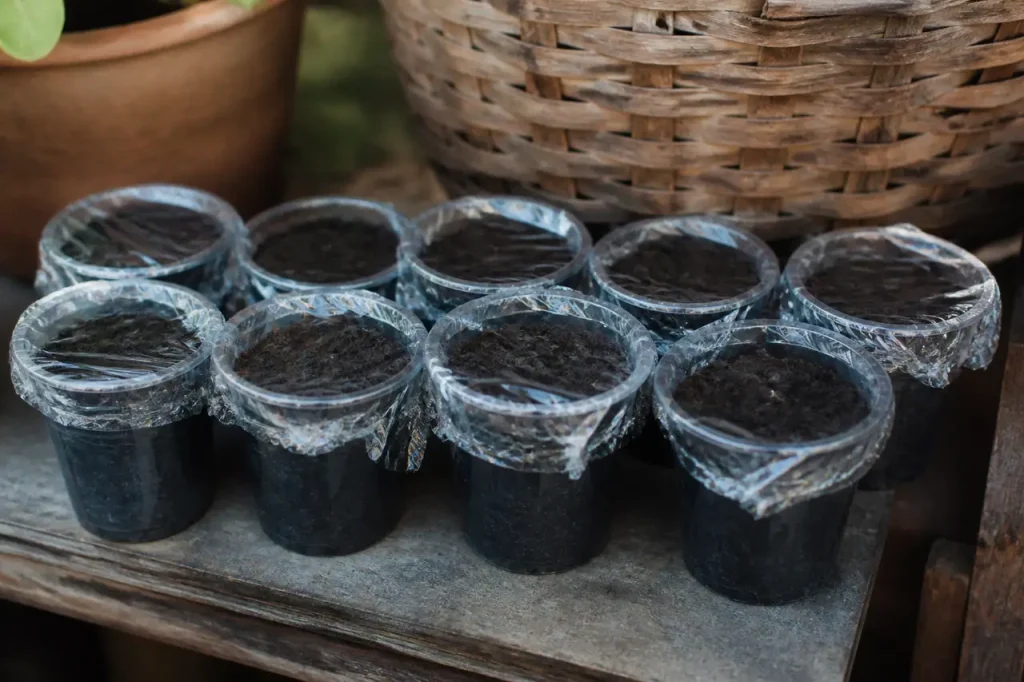 Petits pots remplis de terreau sous film plastique transparent