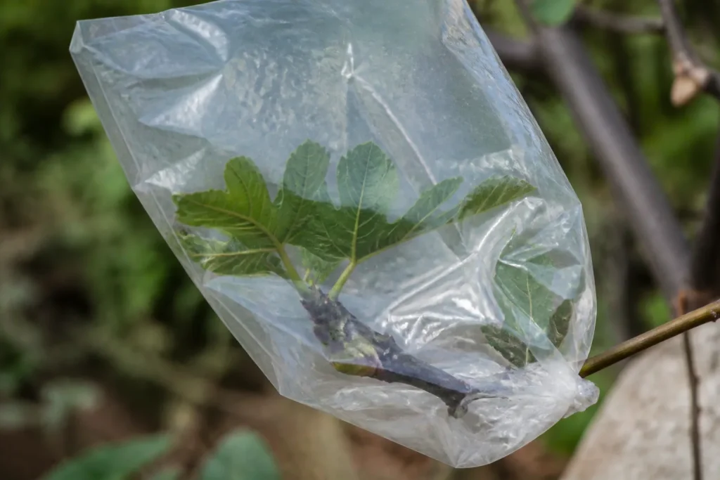Rameau de figuier sous sachet plastique transparent