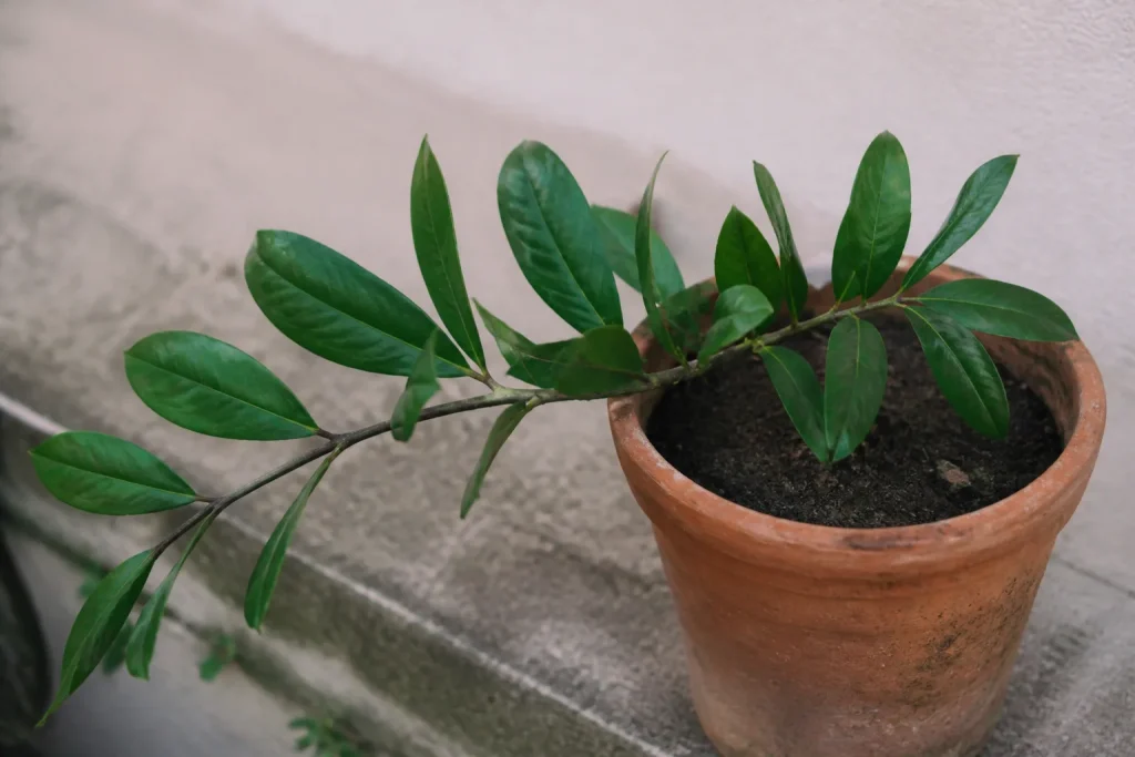 Rameau vert posé dans un pot de terre cuite