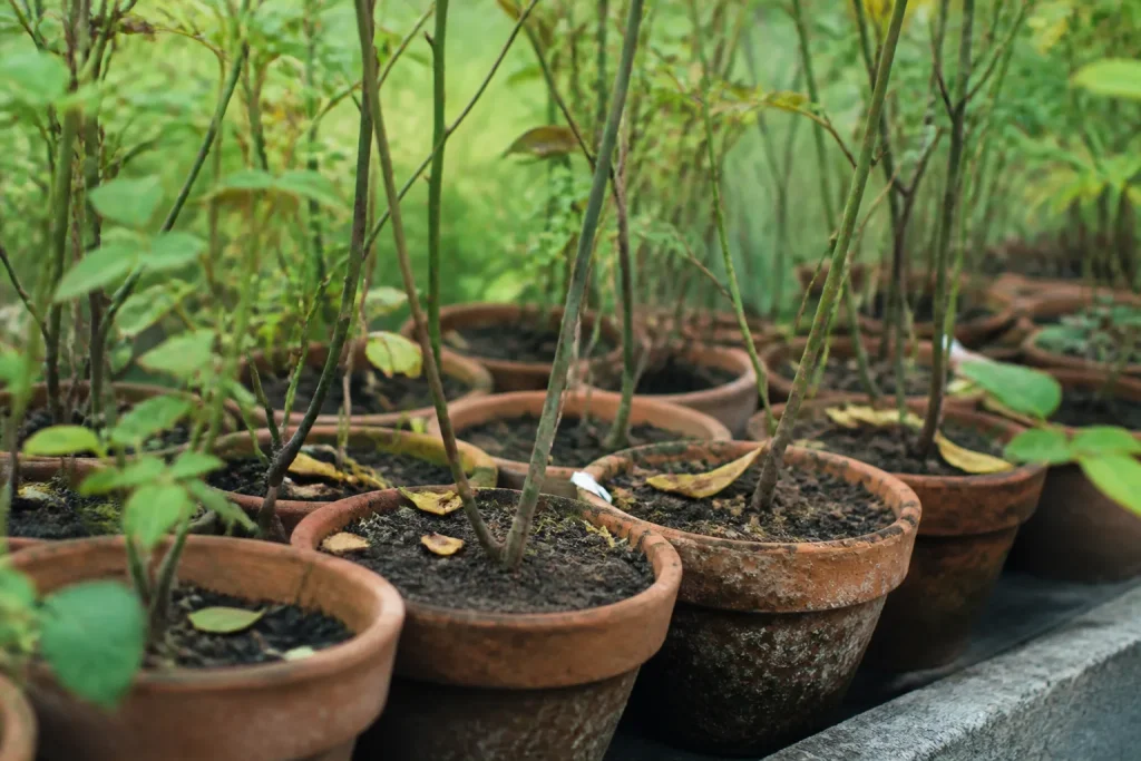 Tiges vertes et brunes dans pots terreux
